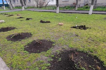 Свежие новости: В Новом Буге неизвестные выкопали кусты роз, которые за день до этого высадили коммунальщиками