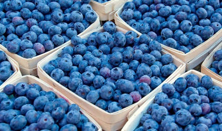 Фото новости: Крупнейший производитель голубики экспортировал тысячу тонн ягод в Европу Свежие новости: Крупнейший производитель голубики экспортировал тысячу тонн ягод в Европу