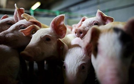 Свежие новости: На Одессчине ввели карантин из-за вспышки АЧС