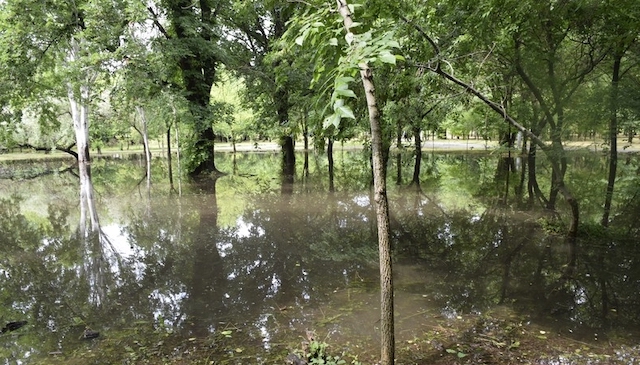 Свежие новости: В парке «Победа» из-за дождей образовались настоящие озера и выросли камыши