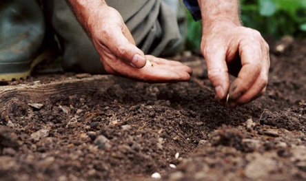 Свежие новости: Ученые нашли уникальную замену химическому протравливанию семян