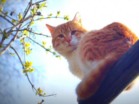 Свежие новости: Завтра в Украине без осадков, температура до +16