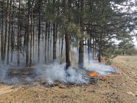 Свежие новости: На Николаевщине за сутки спасатели дважды выезжали тушить пожары в лесу