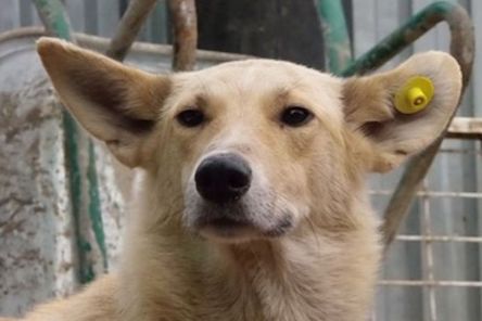 Свежие новости: У Вознесенську продовжується безкоштовна  стерилізація тварин