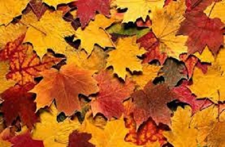 Свежие новости: «Усильте работу», – мэр Сенкевич третью неделю подряд требует от чиновников убрать улицы от опавшей листвы