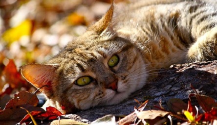 Свежие новости: Какой сегодня праздник — 1 ноября