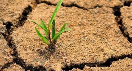 Свежие новости: Аграрії Південного регіону найбільше постраждали від посухи