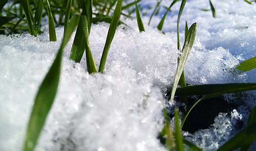 Свежие новости: В некоторых хозяйствах Николаевщины начата подкормка озимых