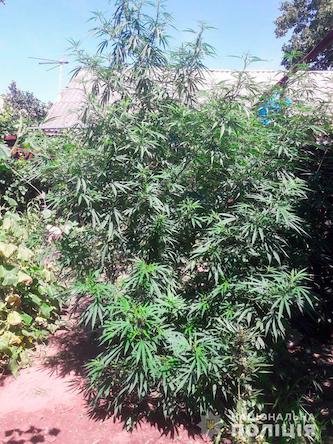 Фото новости: На Николаевщине мужчина выращил коноплю для собственного употребления Свежие новости: На Николаевщине мужчина выращил коноплю для собственного употребления