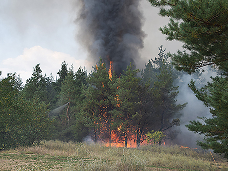 Свежие новости: Полиция расследует регулярные пожары в Вознесенском лесхозе
