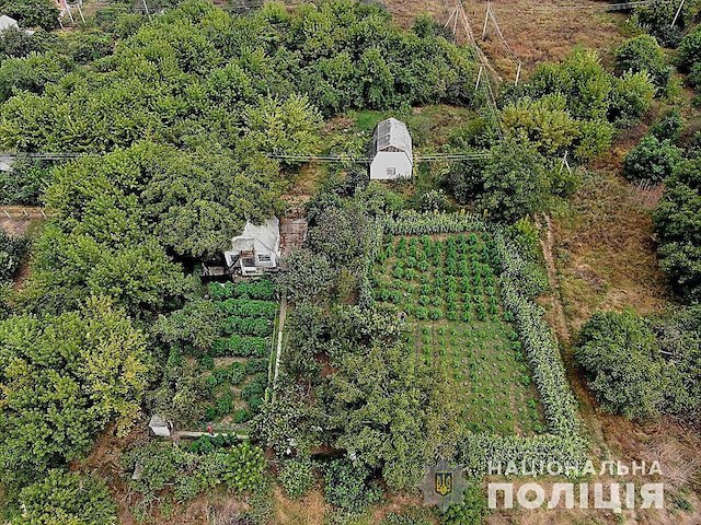 Свежие новости: У жителя Вознесенского района полицейские изъяли коноплю на ₴5,5 миллионов