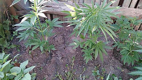 Свежие новости: На Николаевщине ранее судимый за наркотики снова попался к условному сроку мужчина попался полиции