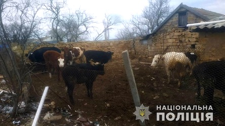 Свежие новости: Фермера из Одесской области накажут за издевательство над коровами