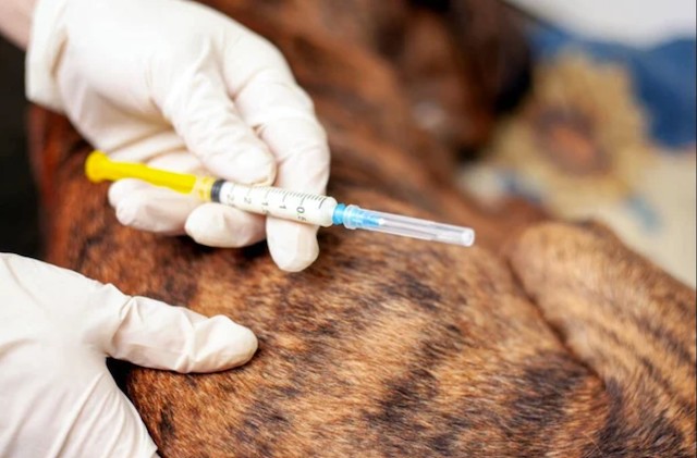 Свежие новости: Хвора на сказ собака покусала мешканця села Возсіятське на Миколаївщині