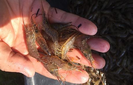 Свежие новости: На Николаевщине мужчину осудили за незаконный лов почти 32 тысяч креветок на Кинбурне – за каждую особь ему нужно заплатить по гривне