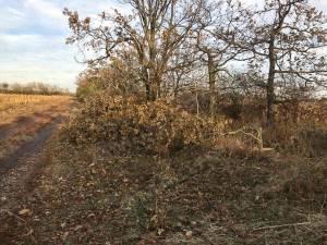 Свежие новости: Вместо газа топят дровами, или как уничтожаются лесополосы в Вознесенском районе