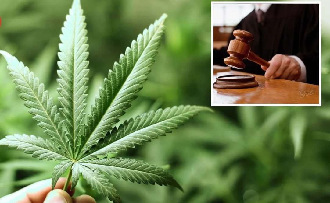 Свежие новости: Судовий скандал: виявлення конопель у будинку Вознесенської судді  Марини Ротар