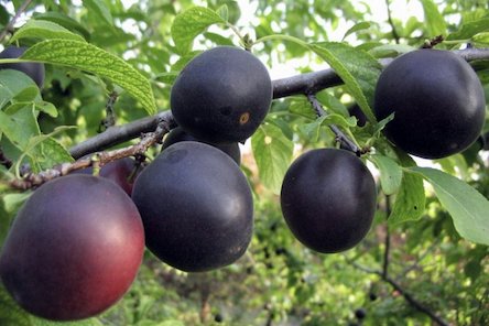 Свежие новости: В Николаевской области собрали урожай черных абрикосов