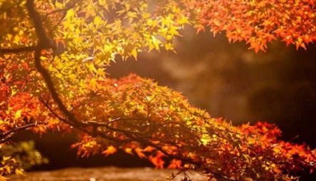 Свежие новости: Какой сегодня праздник - 31 октября