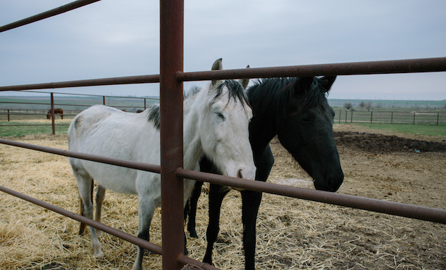 Свежие новости: В селе Новогригорьевка работает приют для лошадей и других животных, спасенных от жестокого обращения