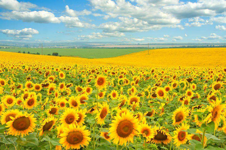 Свежие новости: В Доманёвском районе незаконно засеяли 26 га пастбищ