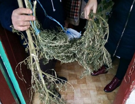 Фото новости: Полицейские изъяли более килограмма высушенного каннабиса у супругов с Новобугского района Свежие новости: Полицейские изъяли более килограмма высушенного каннабиса у супругов с Новобугского района