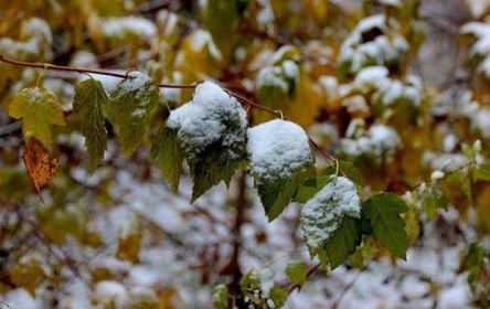 Свежие новости: Перший сніг. Синоптик попередив українців про опади та заморозки в листопаді
