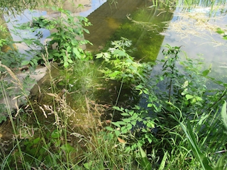 Свежие новости: У Вознесенському районі спостерігається сповільнення підняття рівня води у Південному Бузі