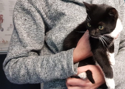 Свежие новости: Жителям Николаева предлагают бесплатно чипировать своего питомца