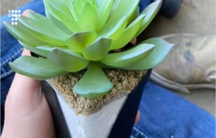 Свежие новости: Американка 2 роки дбала про рослину, а потім з'ясувала, що та — штучна