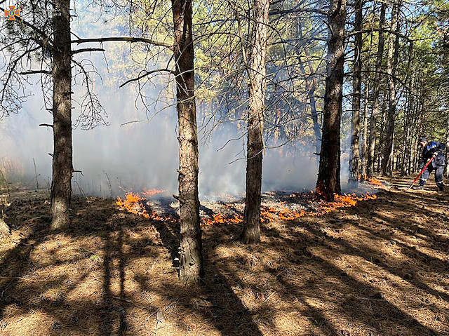 Свежие новости: Депутаты горсовета Николаева не поддержали спил сухостоя в Балабановском лесу