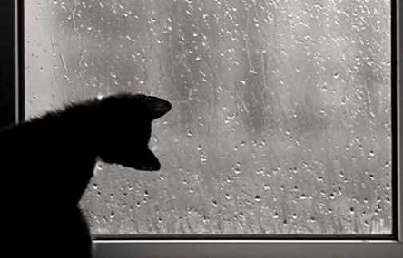 Свежие новости: Завтра в Украине дожди, температура до +9