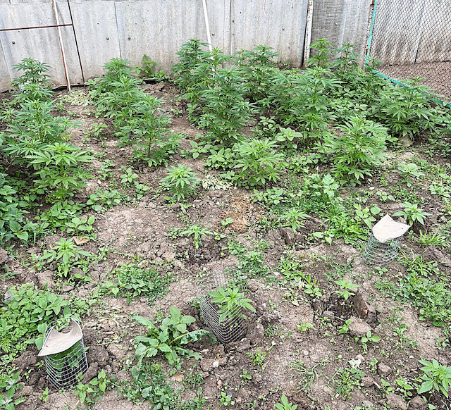 Фото новости: У Баштанці затримали групу наркозбувачів: вилучено понад 250 кущів коноплі Свежие новости: У Баштанці затримали групу наркозбувачів: вилучено понад 250 кущів коноплі