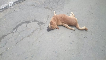 Свежие новости: Новая «забава»: В Николаеве бездомных псов выбрасывают из окон многоэтажек