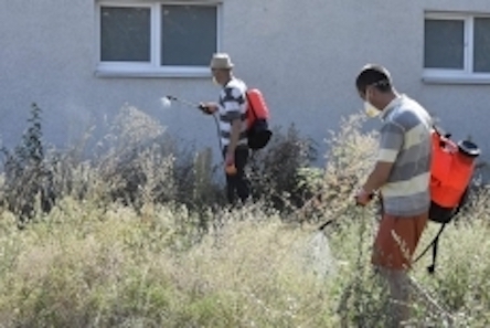 Свежие новости: В Николаеве начали обработку амброзии бишофитом