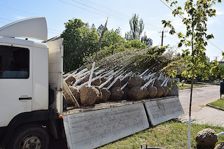 Свежие новости: У Вознесенську оновлюють зелені насадженя