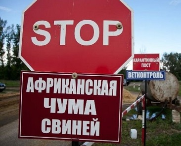 Свежие новости: ОБЕРЕЖНО! Африканська чума свиней на території Новоодеського району!