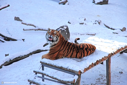 Свежие новости: Много планов и новых экспозиций, - Владимир Топчий рассказал о развитии Николаевского зоопарка