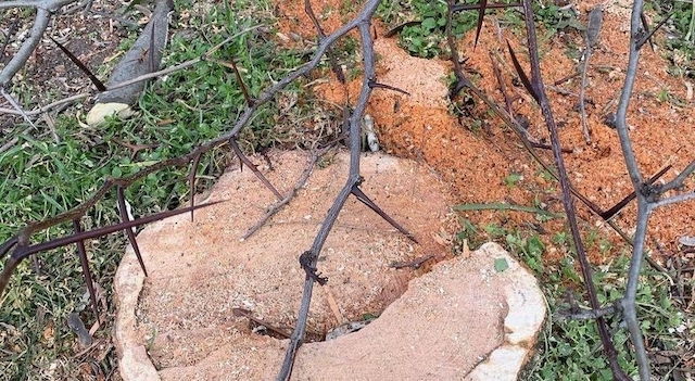 Свежие новости: В Вознесенском районе браконьеру, вырубившему акации, грозит 7 тюрьмы