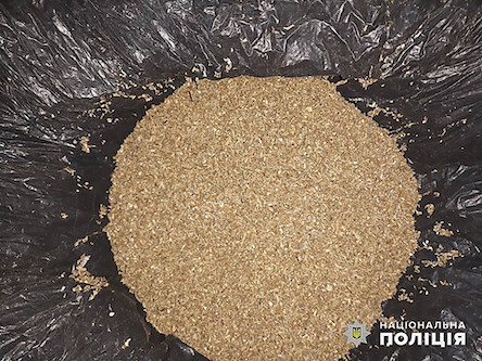 Фото новости: Жителя Николаевщины приговорили к двум годам условно за 1600 кустов конопли Свежие новости: Жителя Николаевщины приговорили к двум годам условно за 1600 кустов конопли