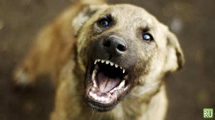 Свежие новости: В Николаеве за неделю отловили 14 агрессивных бездомных собак