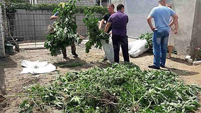 Свежие новости: Житель Вознесенска вырастил в теплице 50 двухметровых кустов конопли, чтобы «лечить гипертонию»