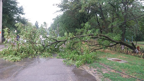 Свежие новости: В Еланце из-за непогоды на проезжую часть упало дерево