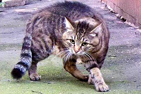 Свежие новости: Под Харьковом трое детей пострадали от укусов бешеного кота