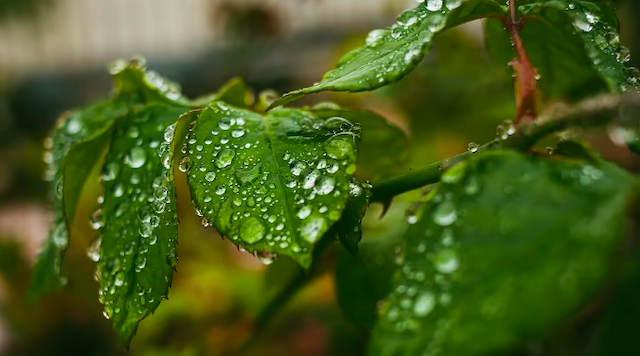 Свежие новости: Червень прийде з дощами, але опади прогнозують не всюди