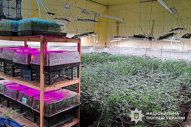 Свежие новости: На Миколаївщині викрили наркобізнес із вирощування канабісу