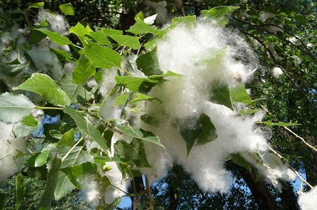 Свежие новости: У Києві висадять 75 гіпоалергенних тополь, від яких не буде пуху