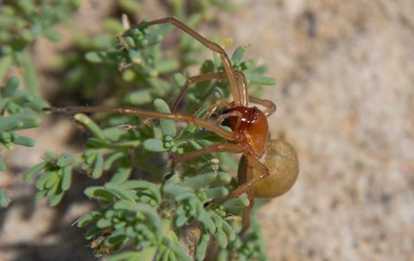 Свежие новости: В Одесской области появился новый вид пауков, которые нападают на людей