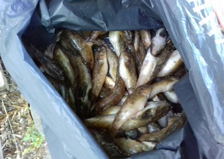 Свежие новости: За две недели на Николаевщине браконьеры наловили 127 кг рыбы