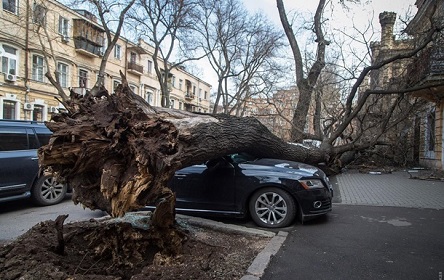 Свежие новости: В Николаеве стихия повалила 454 дерева: больше всего в Корабельном районе